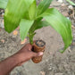 Brazilian Lucky Wood Mini Home Plant Decorations