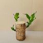 Brazilian Lucky Wood Mini Home Plant Decorations